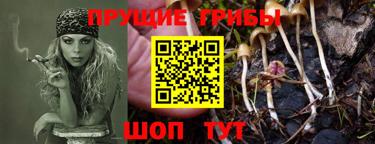 Галлюциногенные грибы мицелий Родники